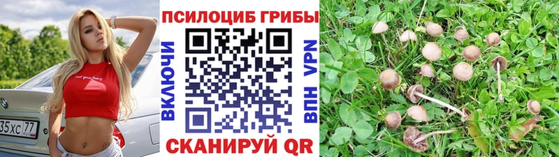Купить закладки  Нязепетровск  Псилоцибиновые грибы мицелий 